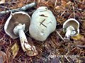 Agaricus sylvicola-amf127